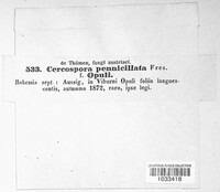 Cercospora penicillata image